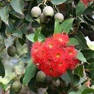 Red Corymbia Ficifolia Flower Seeds for Planting – Heirloom Non-GMO Garden Seeds