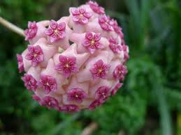 Semillas de flor Hoya Carnosa rosa – Tradicionales, sin OMG, semillas de alta germinación