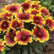 Red Arizona Flower Seeds for Planting Heirloom Non-GMO High Germination Organic Garden Seeds