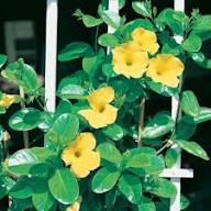 Yellow Dipladenia Sanderi Flower Seeds – Heirloom Non-GMO High Germination Organic Seeds