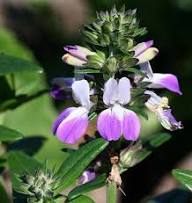 Blue Collinsia Flower Seeds for Planting – Heirloom Non-GMO High Germination Seeds
