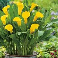 Yellow Zantedeschia Flower Seeds for Planting | Heirloom Non-GMO Organic