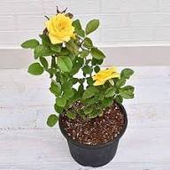 Yellow Rosa Xanthina Flower Seeds for Planting | Heirloom Non-GMO Organic