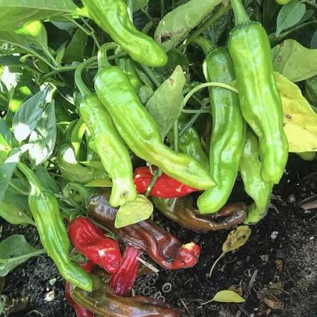 Shishito Pepper vegetable seeds for planting, heirloom non-GMO garden seeds growing fresh peppers naturally at home