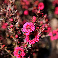 Dark Pink Leptospermum Scoparium Flower Seeds – Seeds for Planting, Heirloom, Non-GMO, High Germination Organic Garden Seeds