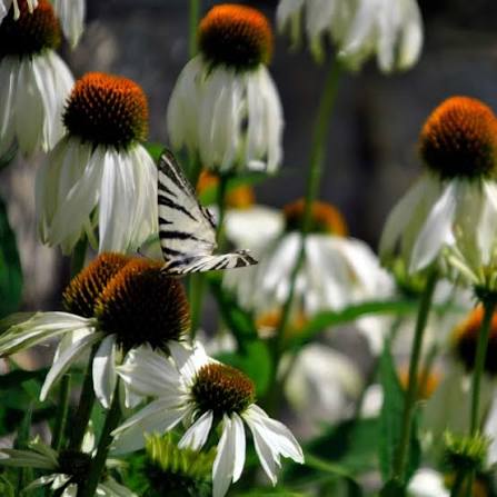 White Swan Echinacea Flower Seeds for Planting – Heirloom, Non-GMO Garden Seeds