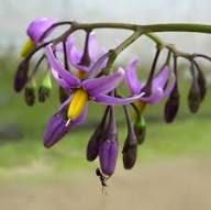 Purple Solanum Dulcamara Flower Seeds Heirloom Non-GMO High Germination Organic Garden Seeds for Planting