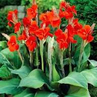 Red Elwyn Canna Flower Seeds for Planting – Heirloom, Non-GMO, High Germination Organic Garden Seeds
