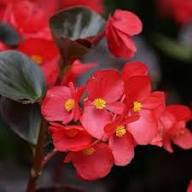 Semillas de Begonia Roja Gigante Semillas de Jardín Orgánicas para Siembra, Herencia, Sin OGM, Alta Germinación