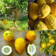 Citron Seeds Yellow – Heirloom, Non-GMO, High Germination Organic Garden Seeds for Planting