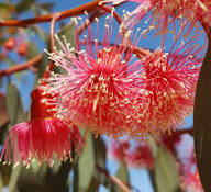 Red Eucalyptus Torquata Flowers Seeds – Heirloom Non-GMO High Germination Organic Garden Seeds for Planting