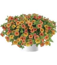 Yellow Red Calibrachoa Flower Seeds Heirloom Non-GMO High Germination Organic Garden Seeds for Planting