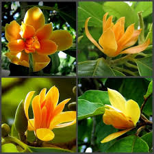 Orange Michelia Alba Flower Seeds – Heirloom, Non-GMO, High Germination Seeds