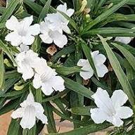 White Ruellia Tuberosa Flower Seeds Heirloom Non-GMO High Germination Organic Garden Seeds for Planting
