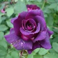 Violet Rose Flower Seeds – Heirloom Non-GMO High Germination Organic Garden Seeds for Planting