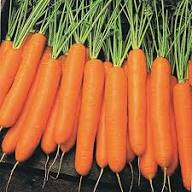Orange Carrot Seeds for Planting – Heirloom Non-GMO High Germination Organic Garden Seeds