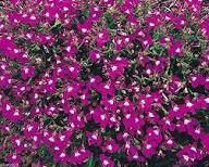 Lobelia Regatta Pink Flower Seeds – Heirloom Non-GMO High Germination Organic Garden