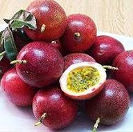 Maroon Passiflora Edulis Seeds Heirloom Non-GMO High Germination Organic Garden Seeds for Planting