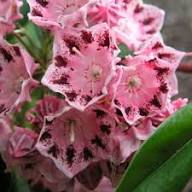 Semillas de Flor Kalmia Latifolia Rojo Rosado – Variedad Antigua, No OGM, Semillas de Alta Germinación
