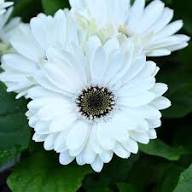 White Gerbera Daisy Flower Seeds Heirloom Non-GMO High Germination Organic Garden Seeds for Planting