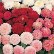 Pink Bellis Pomponette Flower Seeds Heirloom Non-GMO High Germination Organic Garden Seeds
