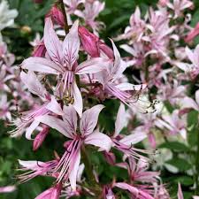 Pink Dictamnus Albus Flower Seeds for Planting – Heirloom Non-GMO High Germination Organic Garden Seeds