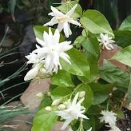 White Mogra Seeds for Planting Heirloom Non-GMO High Germination Organic Garden Seeds