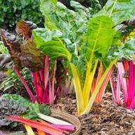 Chard Mixed Seeds – Heirloom, Non-GMO, High Germination Organic Garden Seeds Planting