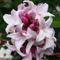 Pink Daphne Odora Flower Seeds for Planting – Heirloom Non-GMO High Germination Organic Garden Seeds