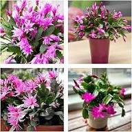 Purple Schlumbergera Flower Seeds for Planting – Heirloom, Non-GMO, High Germination Organic Garden Seeds