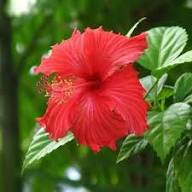 Hibiscus Flower Seeds Red – Heirloom, Non-GMO, High Germination Seeds