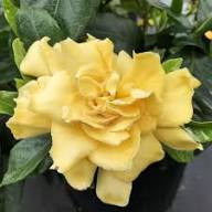 Yellow Gardenia Flower Seeds Heirloom Non-GMO High Germination Organic Garden Seeds for Planting