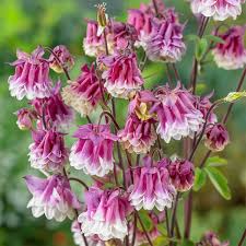 Dark Pink Columbine Flower Seeds for Planting – Heirloom Non-GMO High Germination Organic Garden Seeds