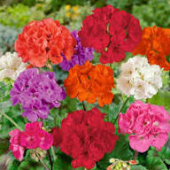 Geranium Apple Flower Seeds Mixed – Heirloom, Non-GMO, High Germination Seeds