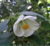 White Abutilon Flower Seeds Heirloom Non-GMO High Germination Organic Garden Seeds