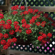 Red Verbena Flower Seeds – Heirloom Non-GMO High Germination Organic Garden Seeds