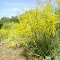 Retama Sphaerocarpa Flower Seeds – Heirloom Non-GMO High Germination Organic Garden