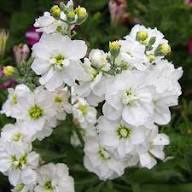 White Hoarystock Flower Seeds Heirloom Non-GMO High Germination Organic Garden Seeds for Planting