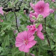Pink Lavatera Rosea Flower Seeds for Planting – Heirloom Non-GMO High Germination Organic Garden Seeds