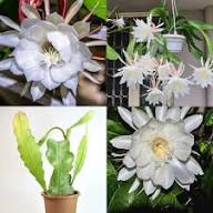 White Peniocereus Flower Seeds – Heirloom Non-GMO High Germination Organic Garden Seeds