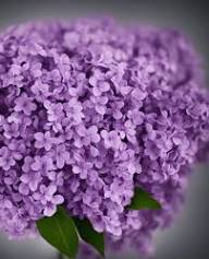 Rare Purple Lilac Flower Seeds for Gardens Heirloom Non-GMO High Germination Organic Garden Seeds for Planting