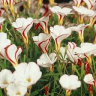 Red Oxalis Flowers Seeds – Heirloom, Non-GMO, High Germination Organic Garden Seeds for Planting
