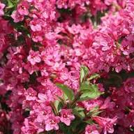 Pink Weigela Flower Seeds Heirloom Non-GMO High Germination Organic Garden Seeds for Planting