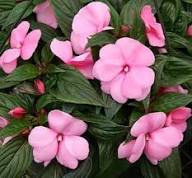 Rosa Impatiens Walleriana Blumensamen – Alte Sorte, gentechnikfrei, keimstark, Bio-Gartensamen zum Pflanzen