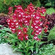 Penstemon Flower Seeds Mixed – Heirloom, Non-GMO, High Germination Organic Garden Seeds for Planting