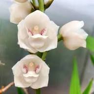 White Peristeria Flower Seeds for Planting – Heirloom, Non-GMO, High Germination