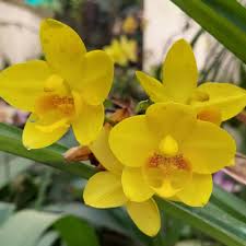 Yellow Fringed Orchid Seeds – Heirloom Non-GMO High Germination Organic Garden Seeds