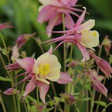 Yellow Pink Aquilegia Flower Seeds – Heirloom Non-GMO High Germination Organic Garden Seeds