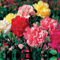 Carnation Flower Seeds – Heirloom, Non-GMO, High Germination Organic Garden Seeds for Planting Seeds for Planting