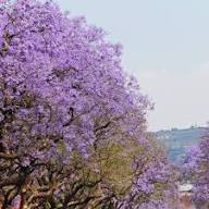 Purple Jacaranda Tree Seeds Heirloom Non-GMO High Germination Organic Garden Seeds for Planting